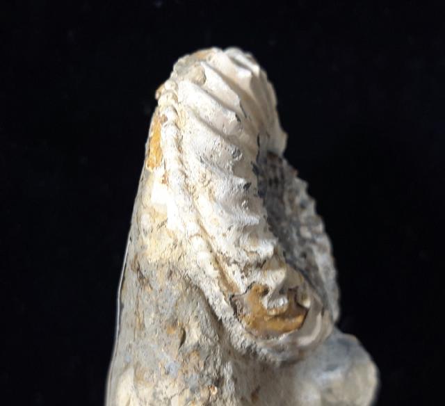 Pleuroceras solare (PHILLIPS 1829) - Bild © FossNet FossilienStore